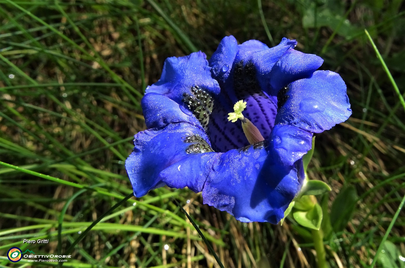 02 Fiori sul sentiero, Genziana di Koch (Gentiana kochiana).JPG